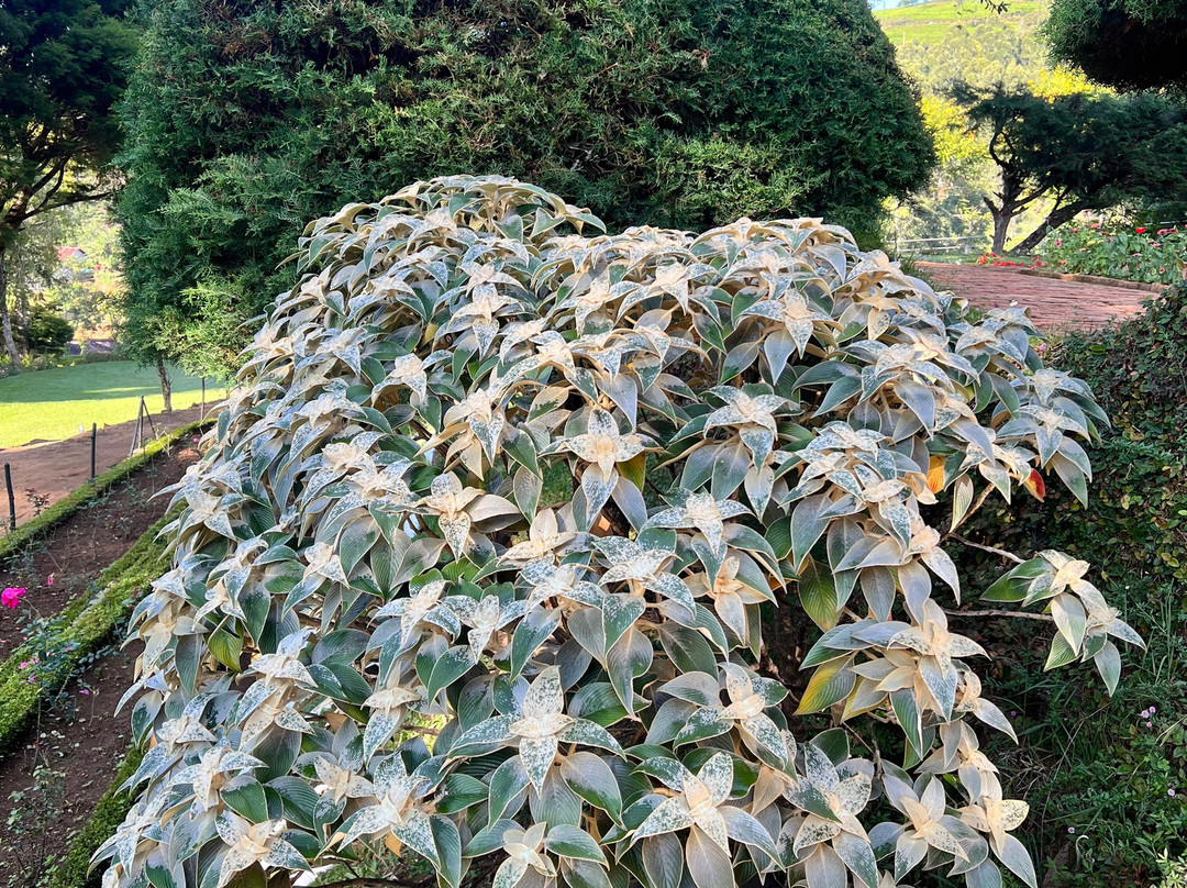 苏格兰种植园主别墅 · 黛玛系列主图