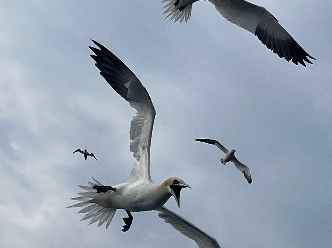 Seabirds and Seals - The Original Noss Boat Tours-Lerwick必去景点
