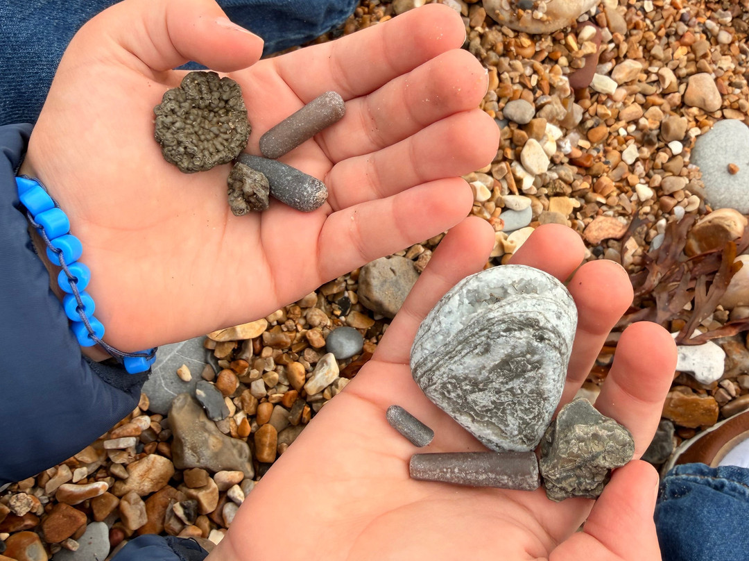 Jurassic Coast Guides-Charmouth必去景点