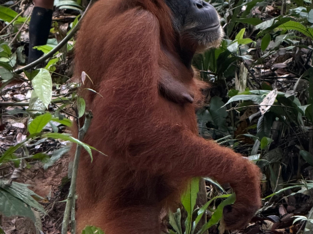 Sumatra Orangutan Explore-武吉拉旺必去景点