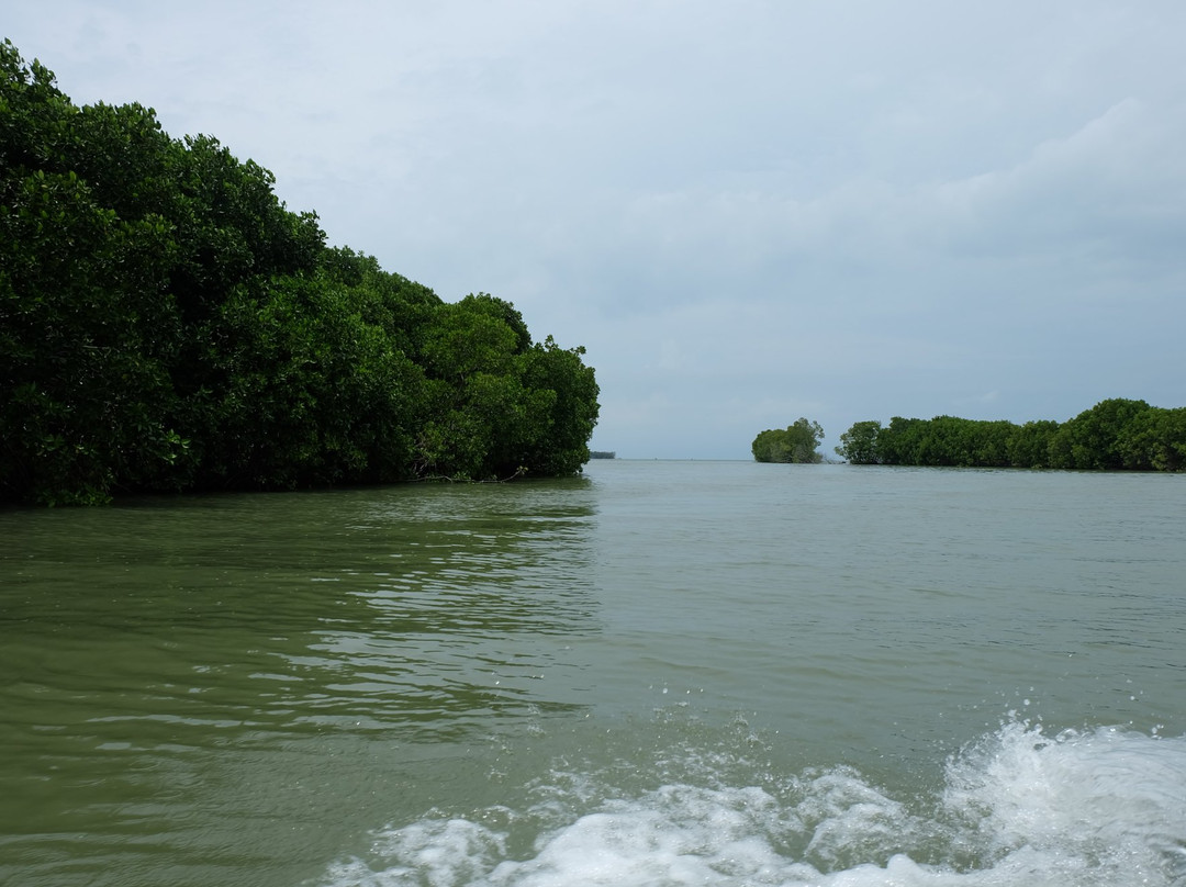 Pandansari Mangrove Forest景点图片