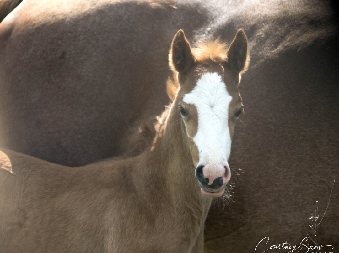 Appalachian Horse Project-Jackson必去景点