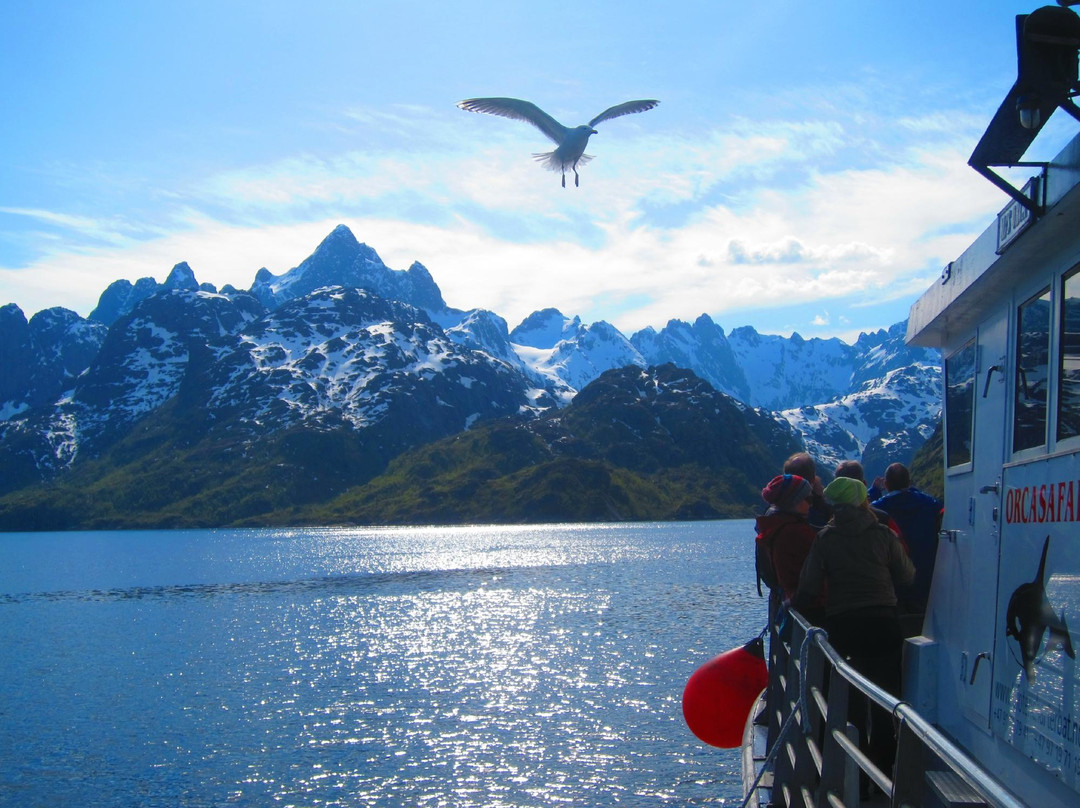 Trollfjord Cruise景点图片