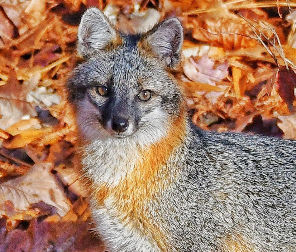Noxubee National Wildlife Refuge-Brooksville必去景点