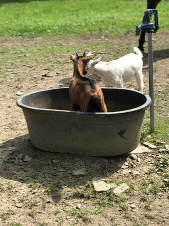 Farmland Animal Park-Chemung必去景点