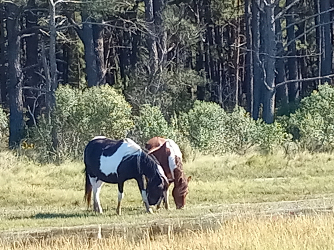 Js Expedition-Chincoteague必去景点