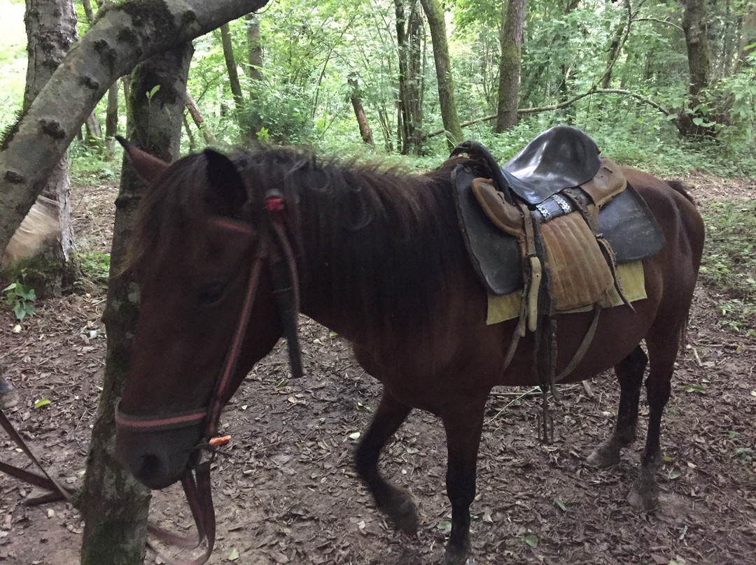 Horse Riding Tours