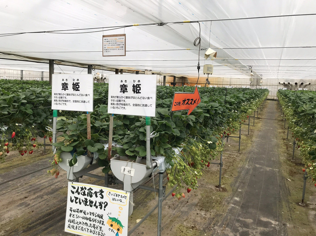 Fruit Gardem Shirone Grapes Garden-新泻市必去景点