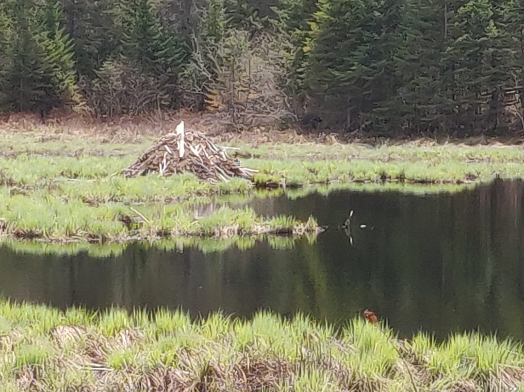 Dune Buggy Guided Tours