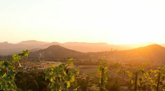 Cordiano Winery景点图片