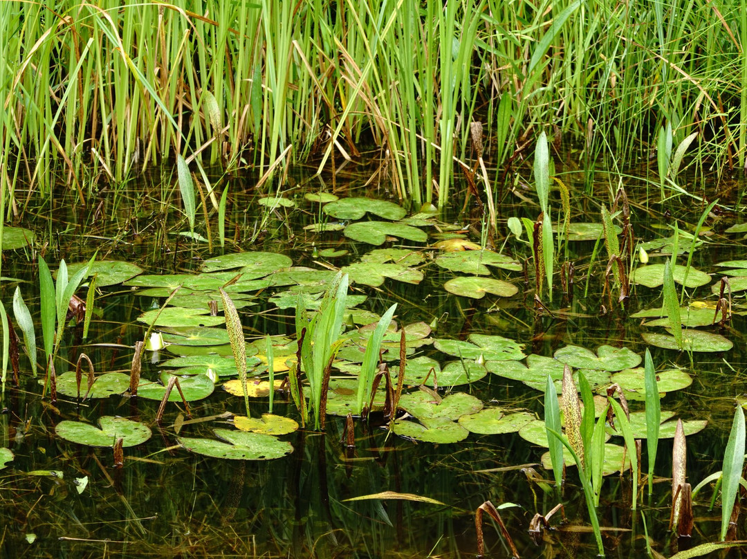 新见市旅游景点-Koigakubo Wetlands