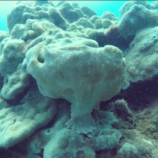 Kauai Scuba Adventures景点图片