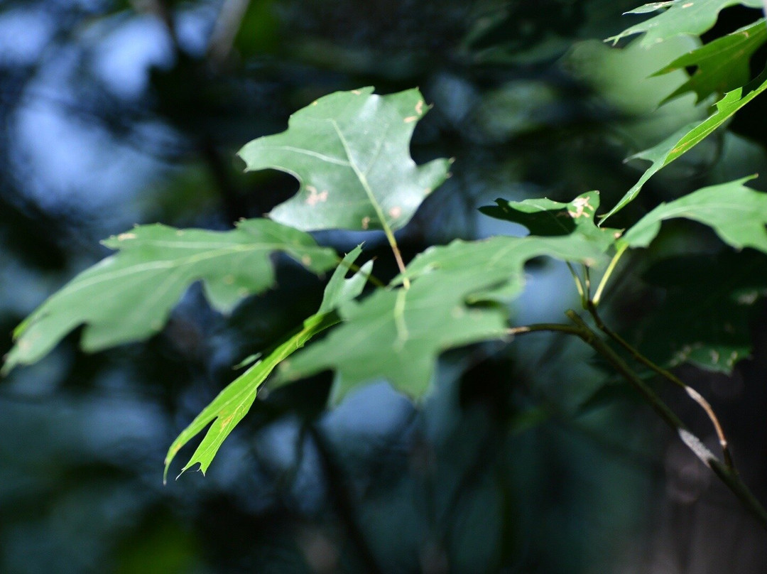 Eisenhower State Park-丹尼森必去景点