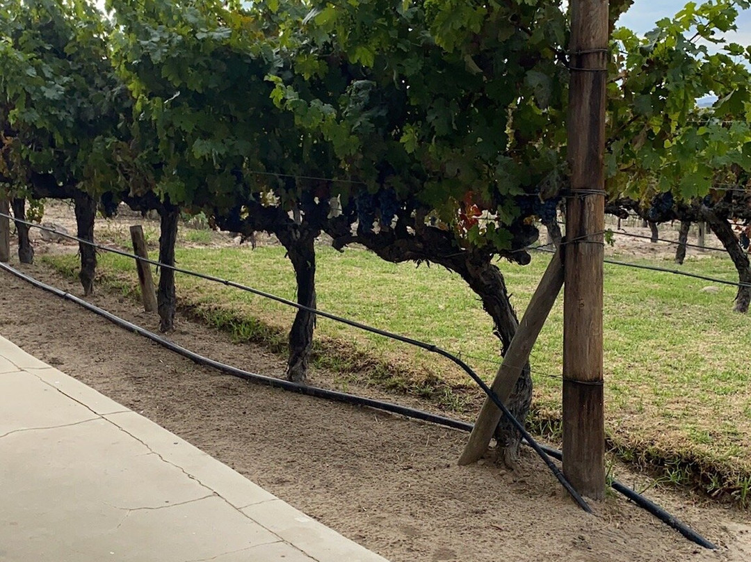 Arra Vineyards-Klapmuts必去景点