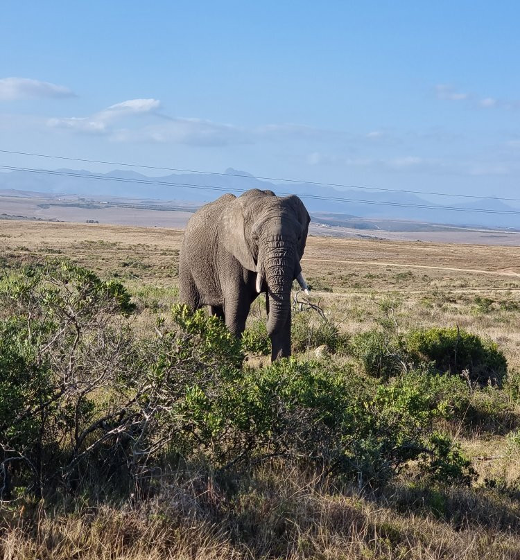 Garden Route Game Lodge Day Safaris-阿尔贝蒂娜必去景点