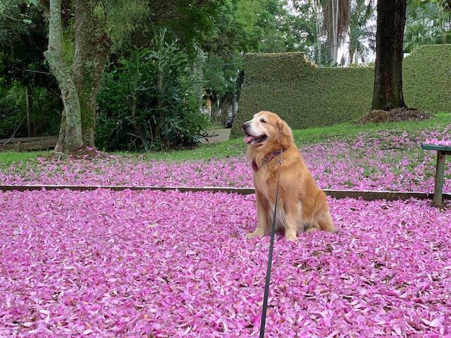 Parque Vinte De Maio-阿雷格里港必去景点