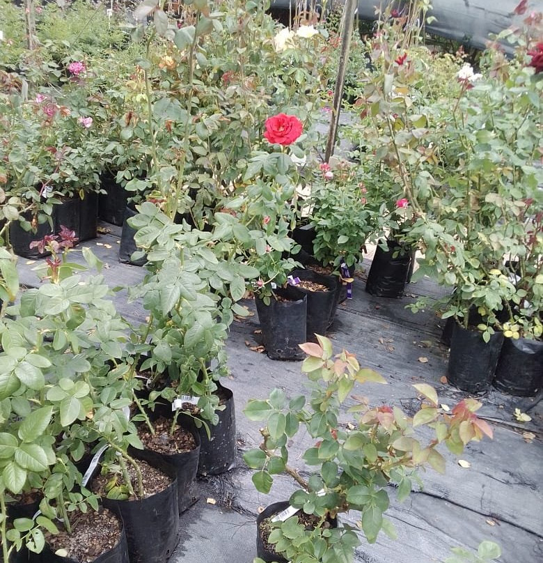 Ludwig's Rose Farm-比勒陀利亚必去景点