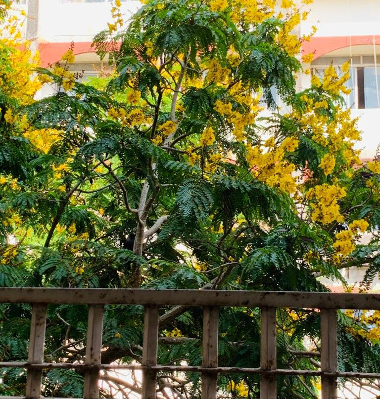 Treehouse Neptune主图