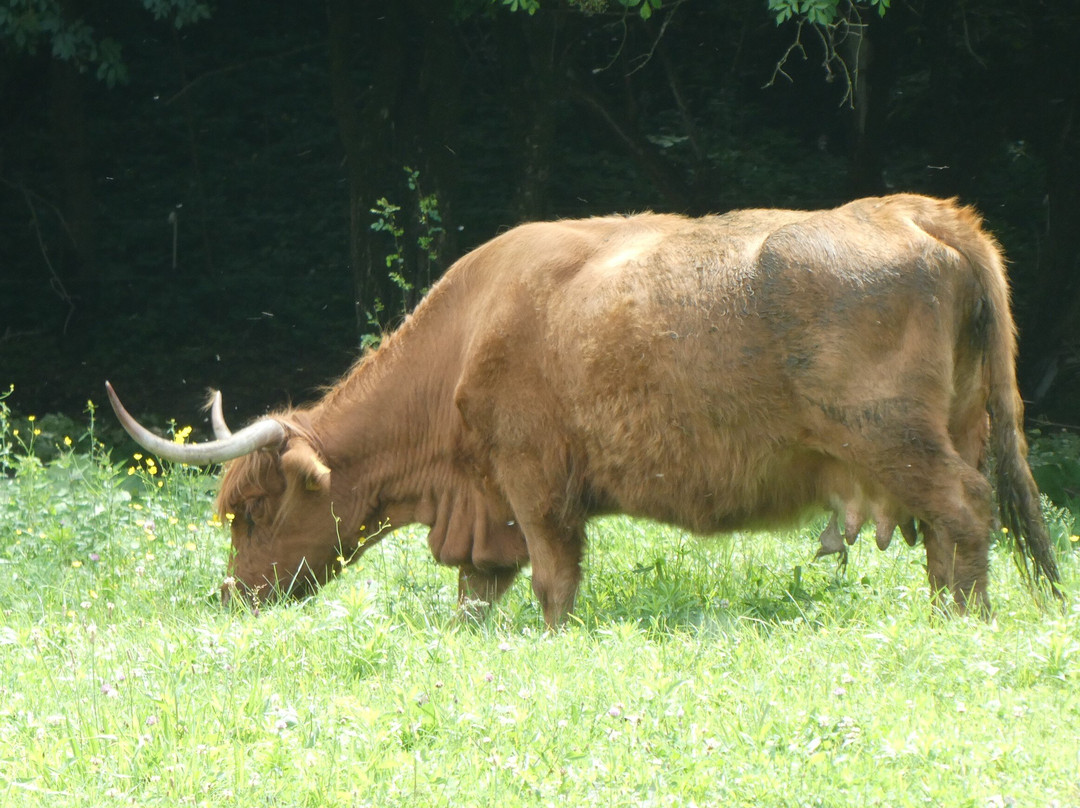 Naturreservat Bolle die Magadino景点图片