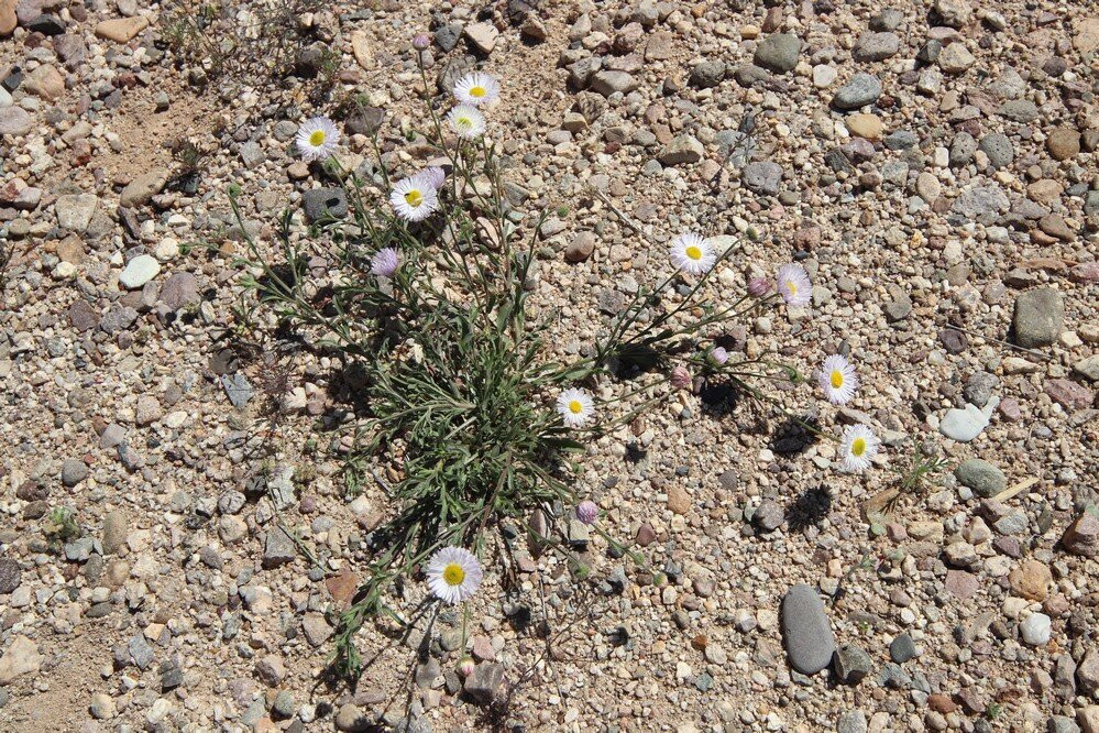 Vista de la Mountain United Methodist Church-Oro Valley必去景点