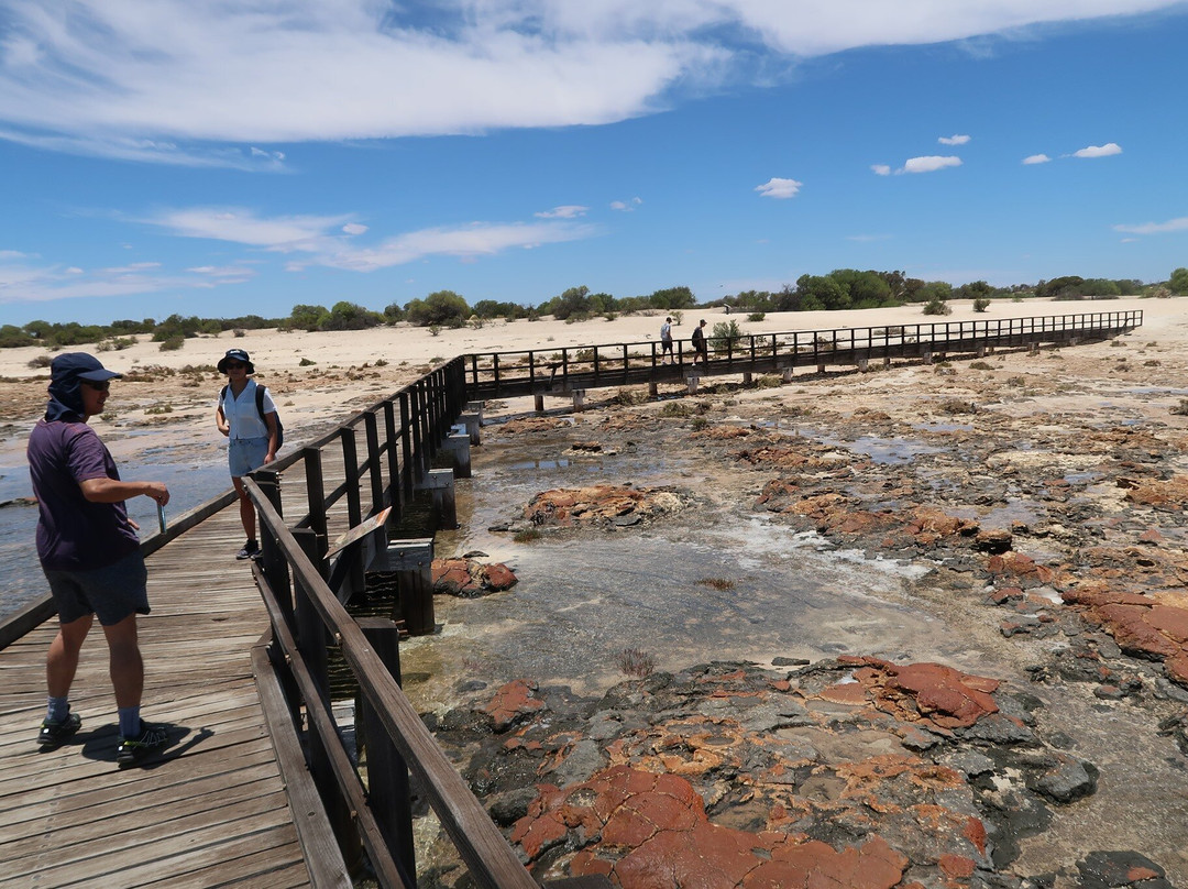 Hamelin Pool Marine Nature Reserve-德纳姆必去景点