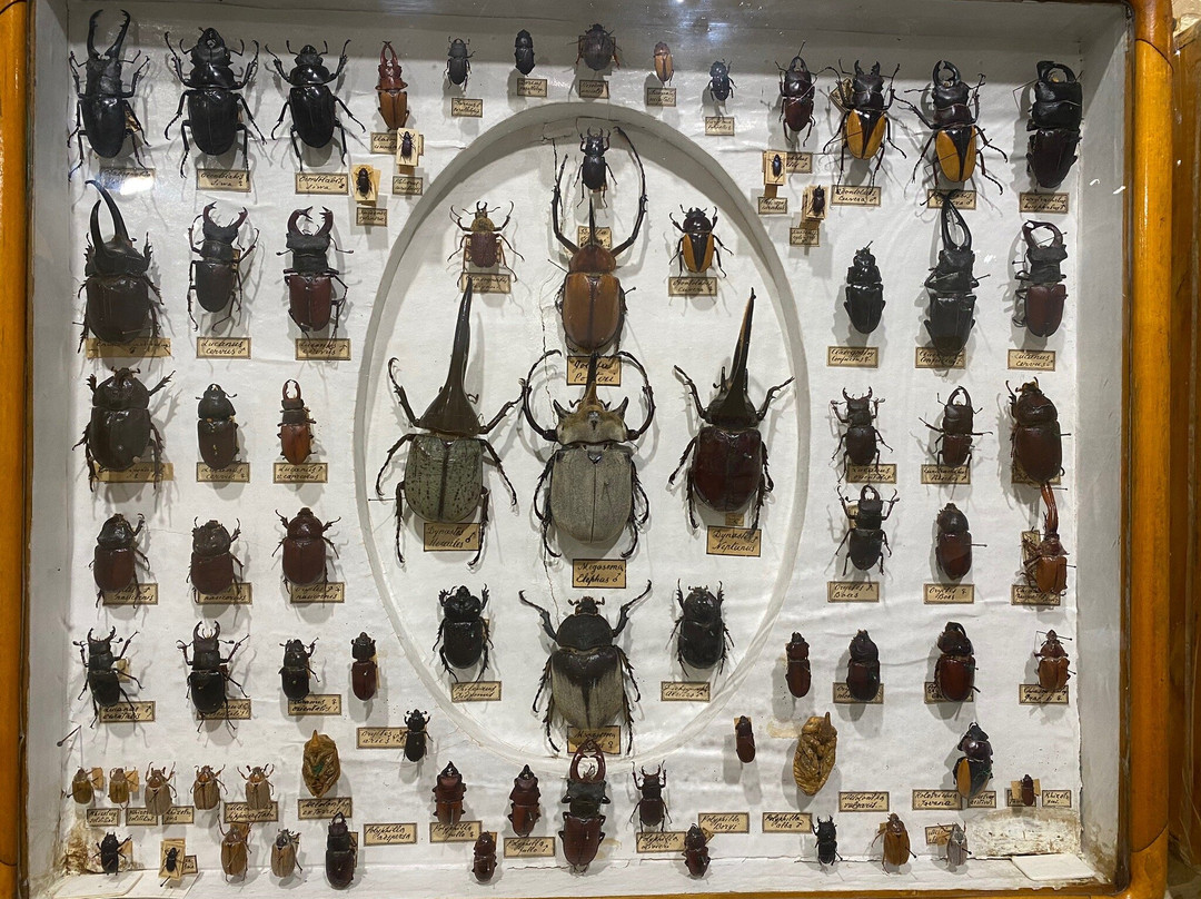 Nature Museum of The Kostroma Region景点图片