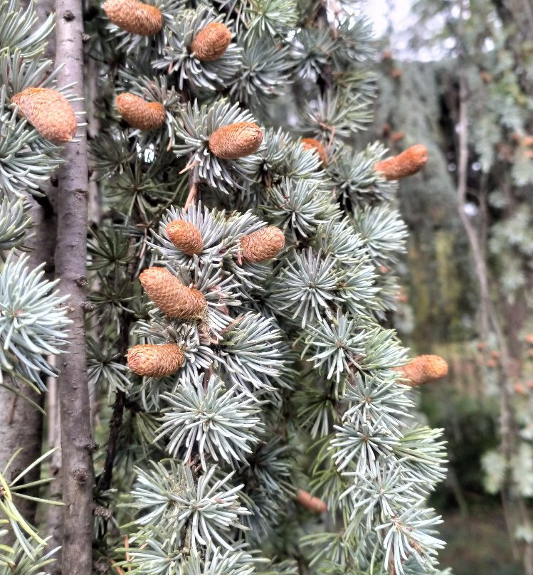 Massandrovskiy Park-雅尔达必去景点