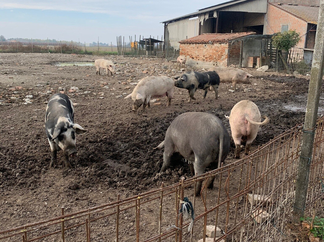 Masi Torello旅游攻略图片