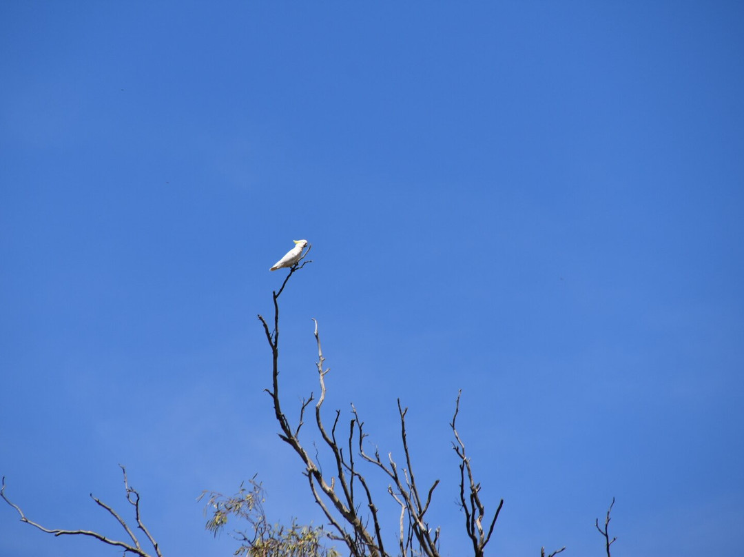 Paddleboats on the Murray-米尔杜拉必去景点
