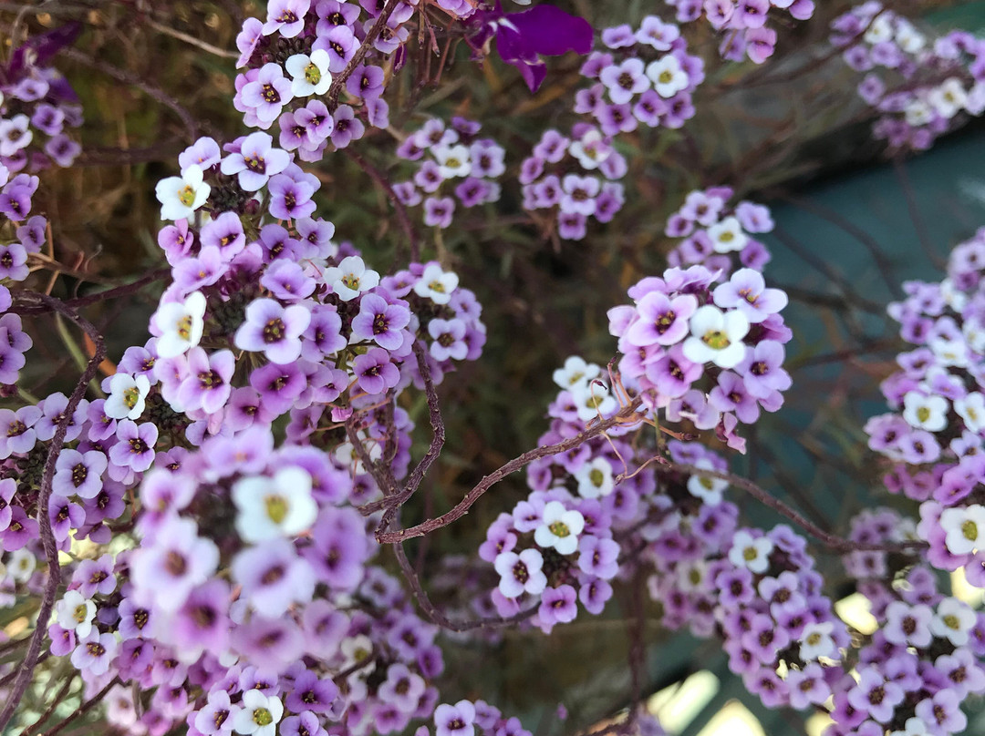 Old Drake Hill Flower Bridge-锡姆斯伯里必去景点