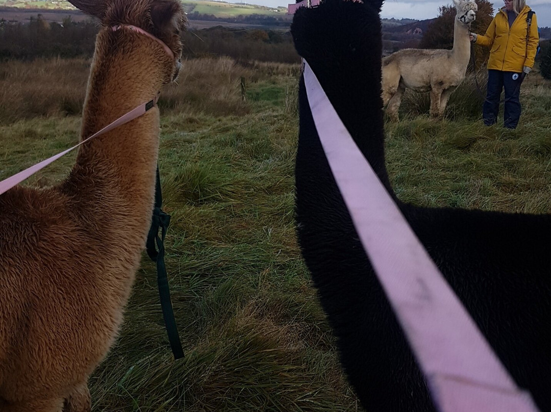 Netherfield Alpacas景点图片