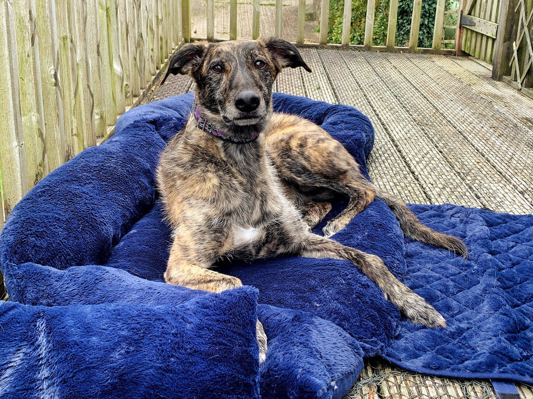 Lewannick旅游攻略图片