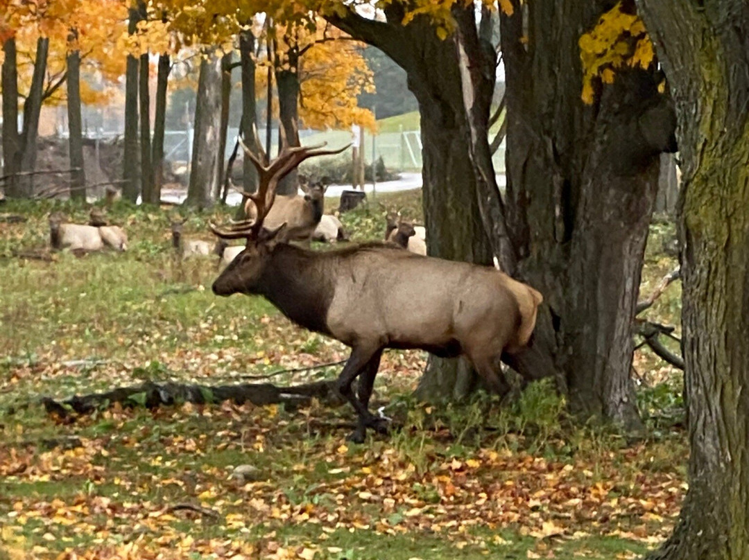 Gaylord's City Elk Park景点图片