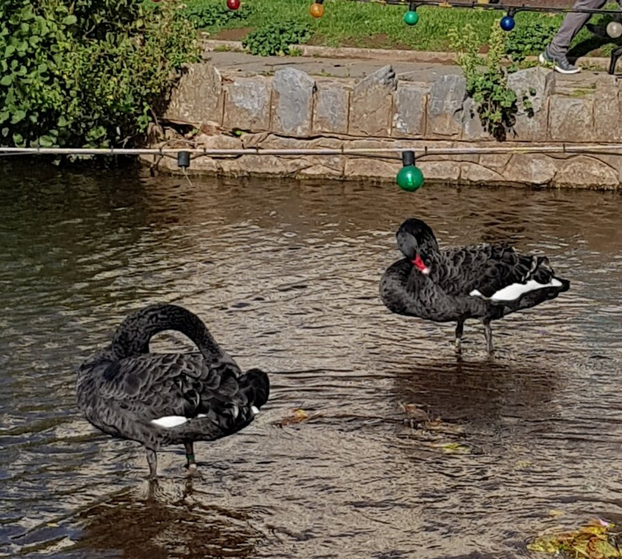 Dawlish Town Trail-道利什必去景点