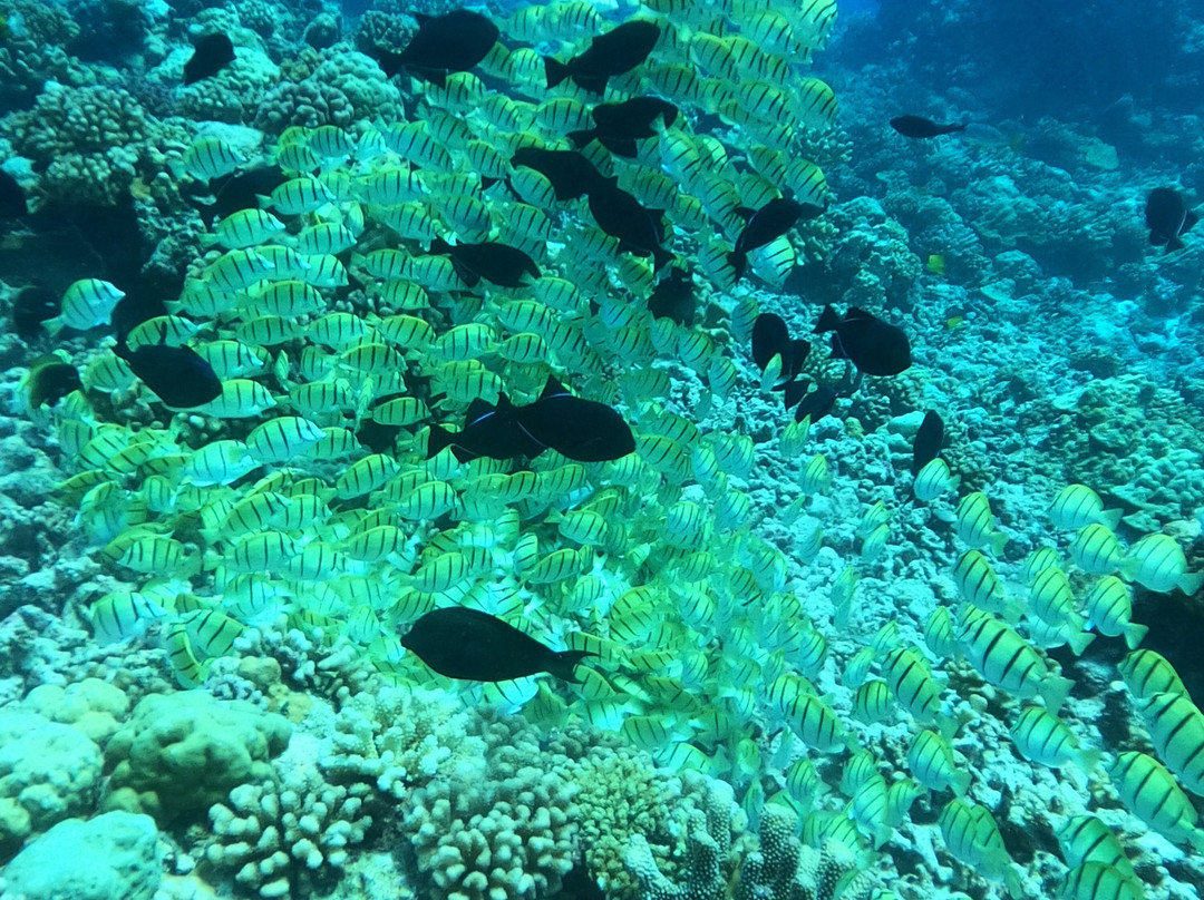Tikehau Diving景点图片