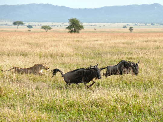 ThisAndThat Safaris-布拉瓦约必去景点