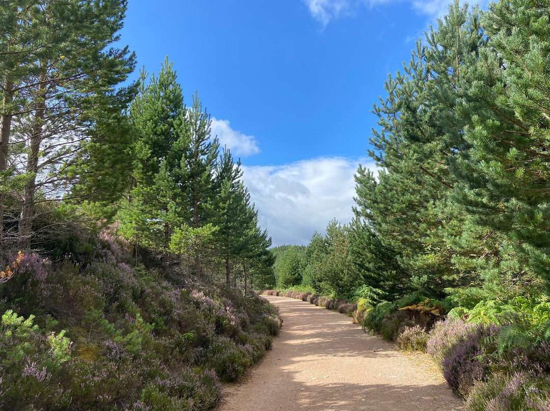 Loch Morlich景点图片