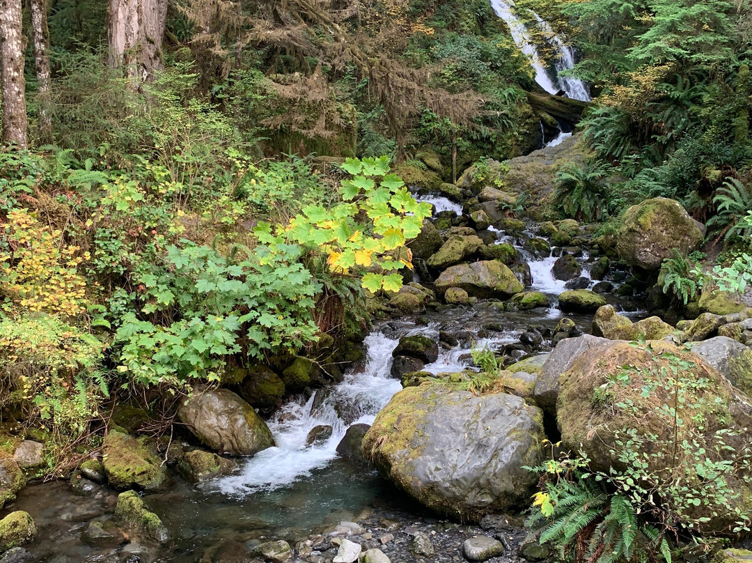 Quinault Rain Forest景点图片