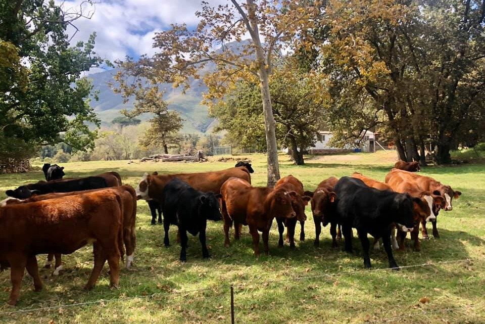 Winelands Art: Sips & Sights Day Tours-斯泰伦博斯必去景点