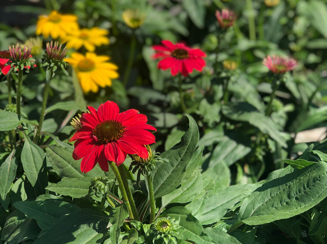 Weidner's Gardens-恩西尼塔斯必去景点