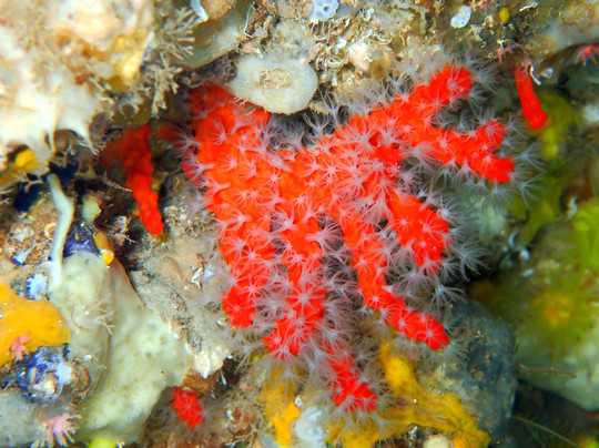 Porto Conte Diving Center-阿尔盖罗必去景点