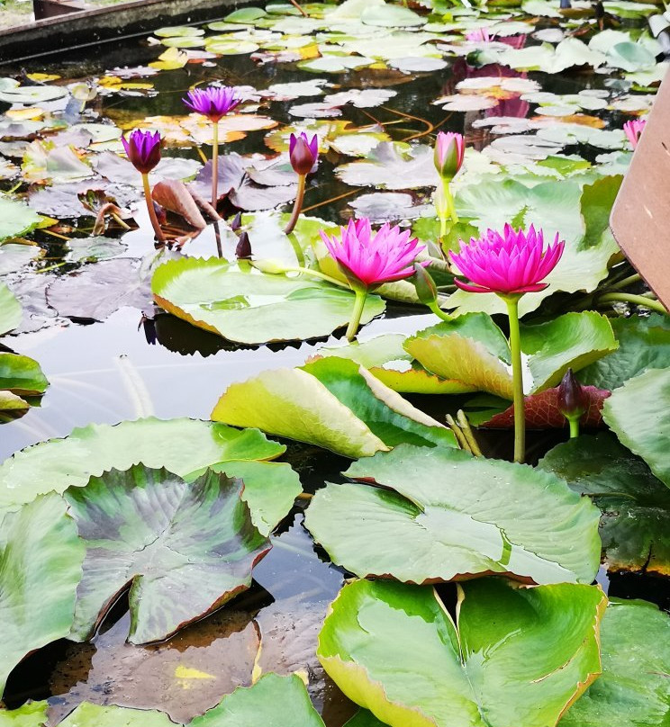 Arboretum Bolestraszyce景点图片