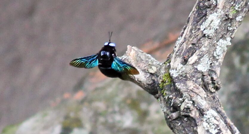 卡马拉杰普塔纳俱乐部度假村主图