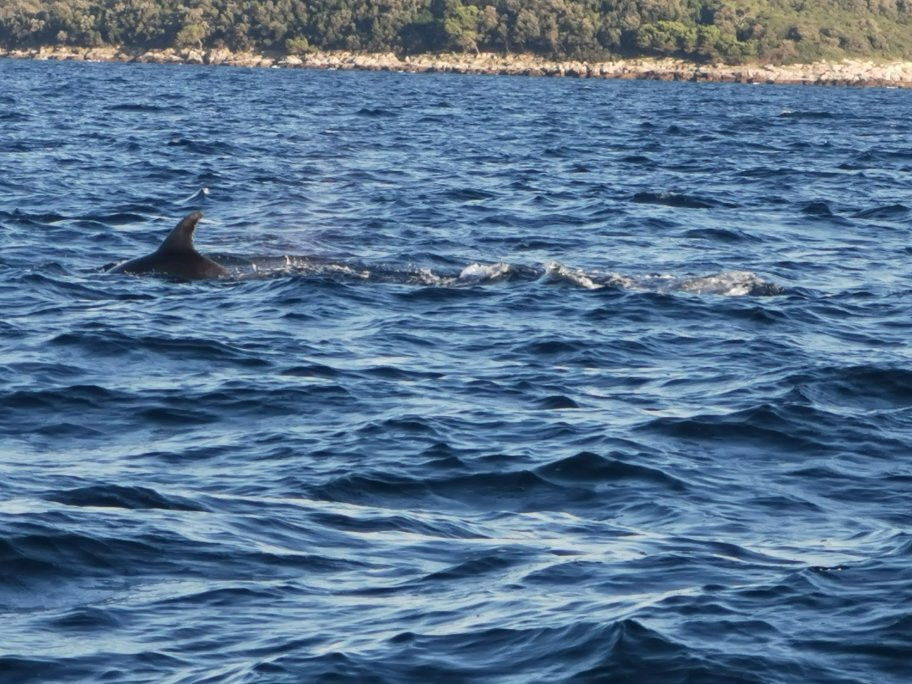 Dolphin Watching Rovinj-罗维尼必去景点