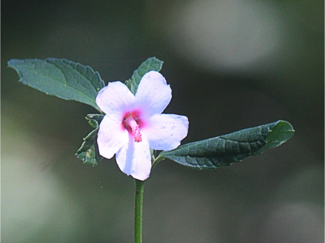 Jabulani Private Expeditions-比勒陀利亚必去景点