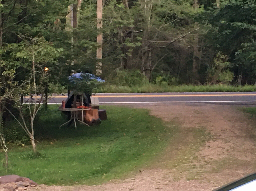 The Old Tioga Inn Bed and Breakfast主图