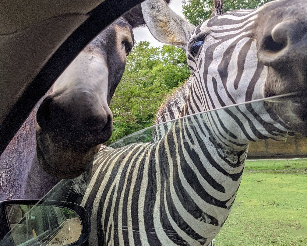Harmony Park Safari-亨茨维尔必去景点