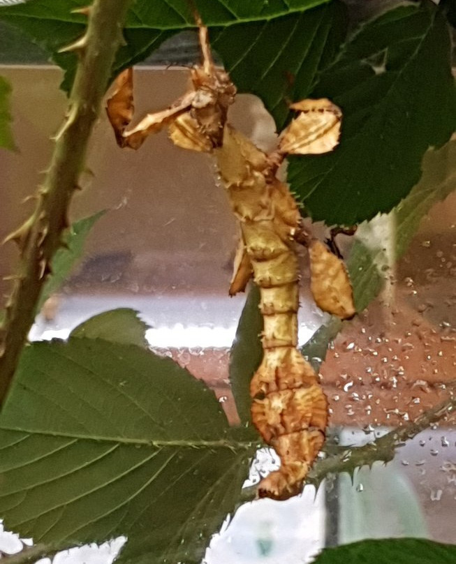 L'Abeille Vivante et la Cité des Fourmis景点图片