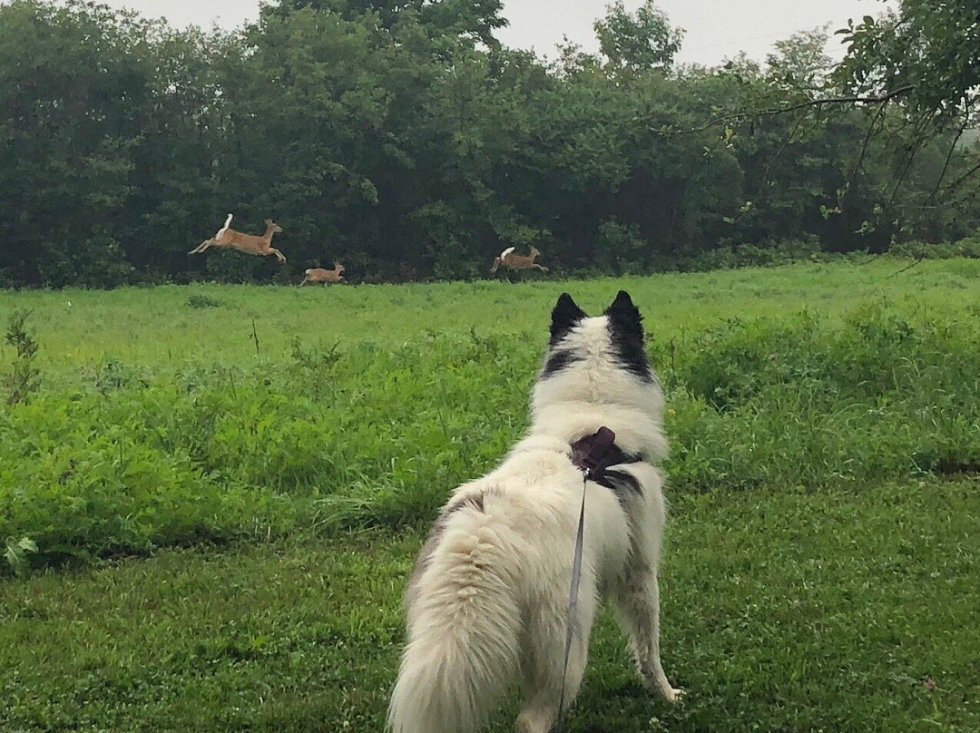 North Coast Inn & Chalets主图