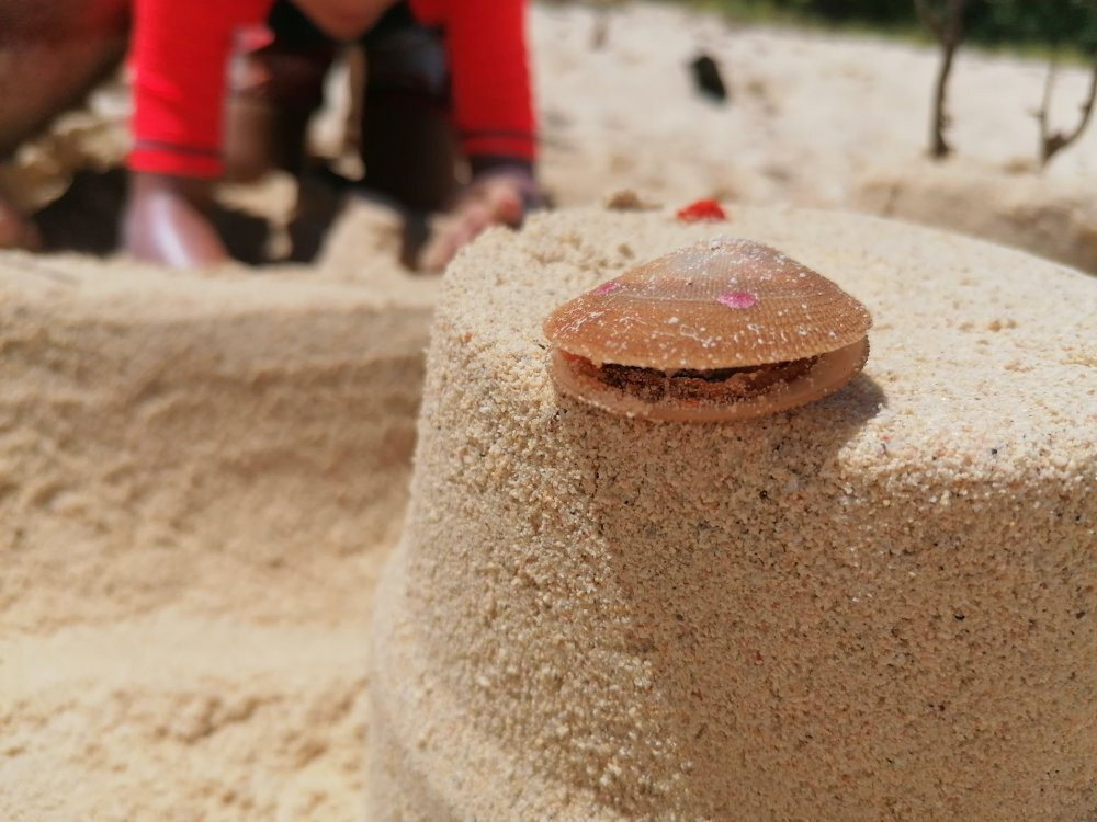 Plage du Vieux Fort-Marie-Galante必去景点